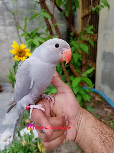 Handtame birds / monk parrot / sun conure / blue bird / love birds 2