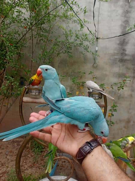 Handtame birds / monk parrot / sun conure / blue bird / love birds 5