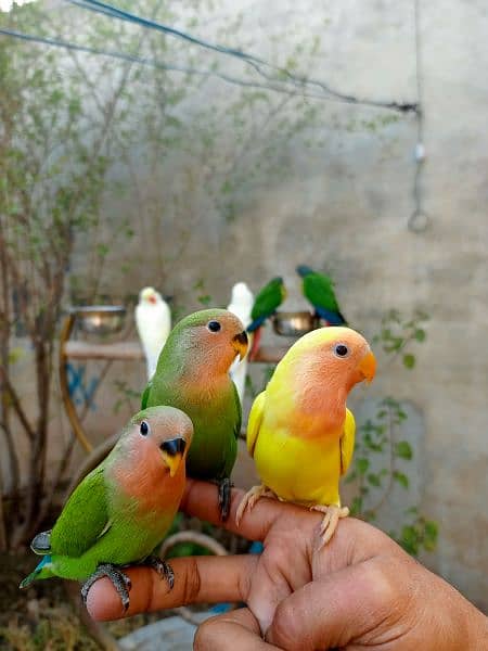Handtame birds / monk parrot / sun conure / blue bird / love birds 6