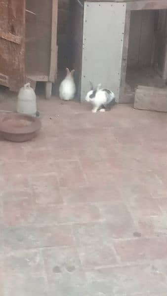 rabbit pair with 2 baby's baby's age 1month pair age 6 month 4