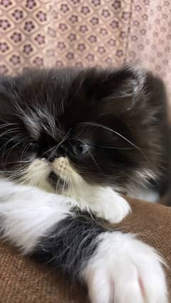 Persian piky face kitten