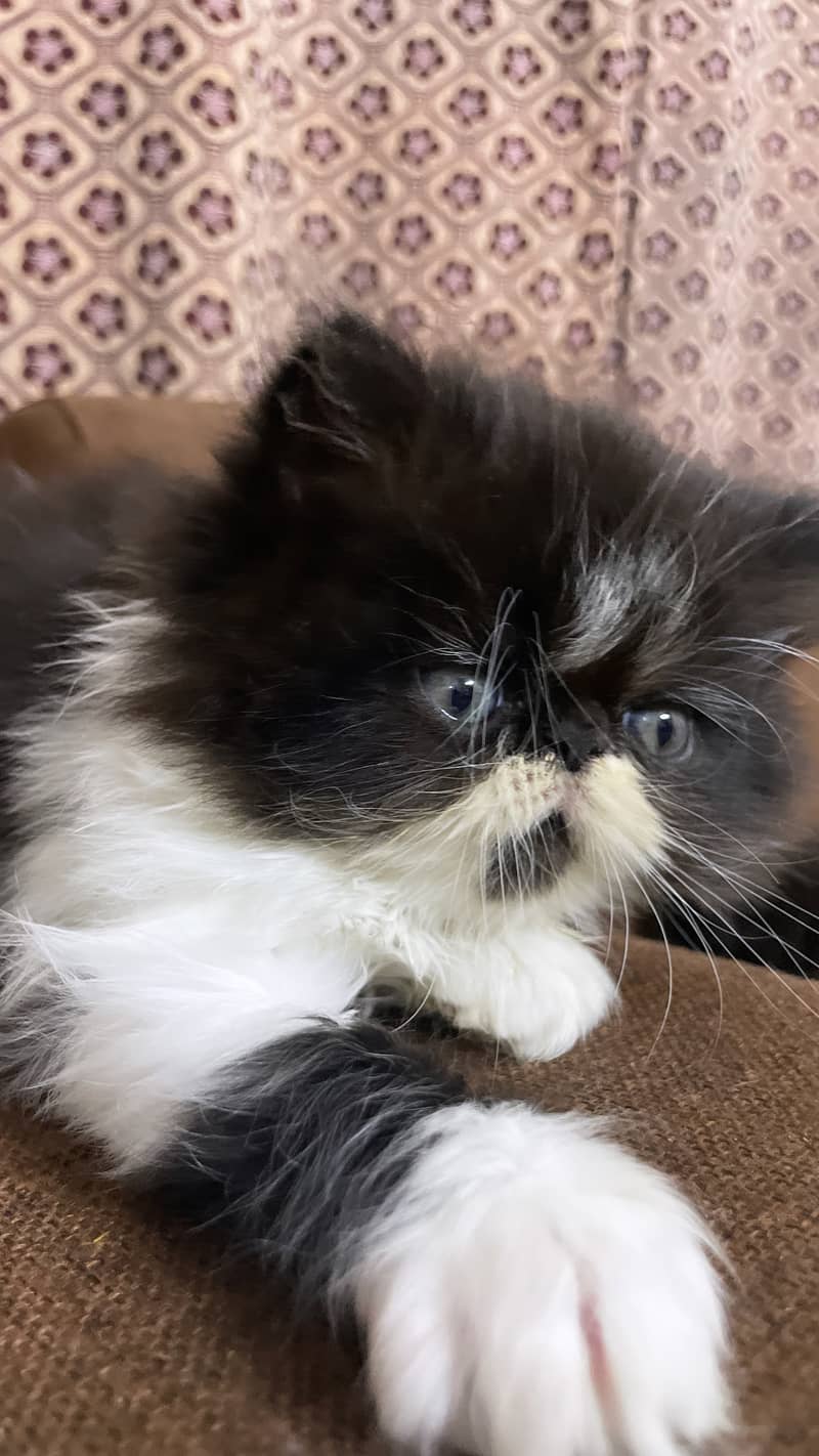 Persian piky face kitten 1