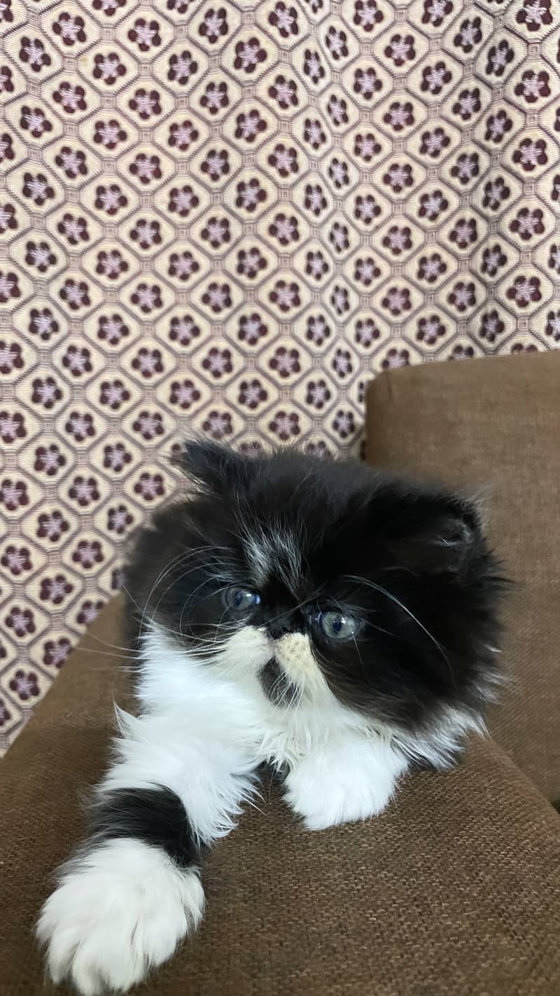 Persian piky face kitten 2