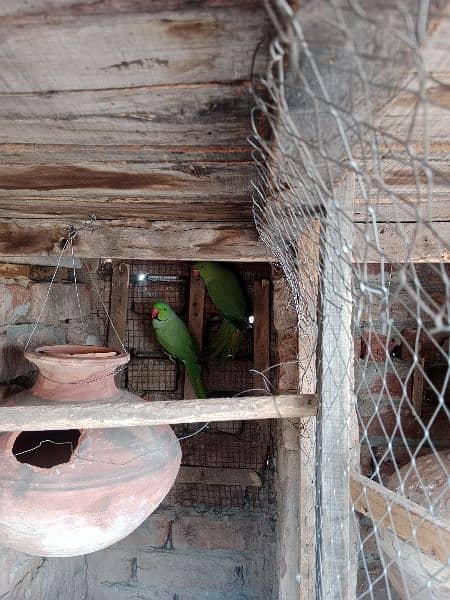 Raw parrots for sale (Bridder pair) 2