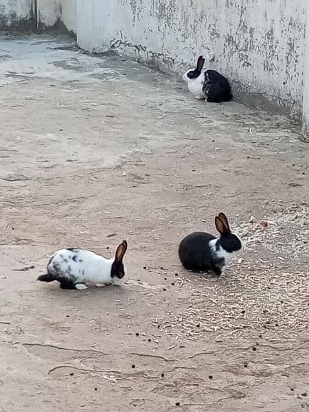 Rabbits For Sale 0