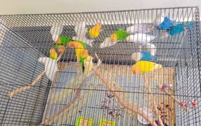 Fully healthy and active Love birds for sale