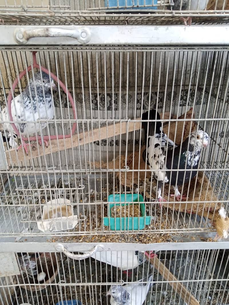 Pigeons for sale 1