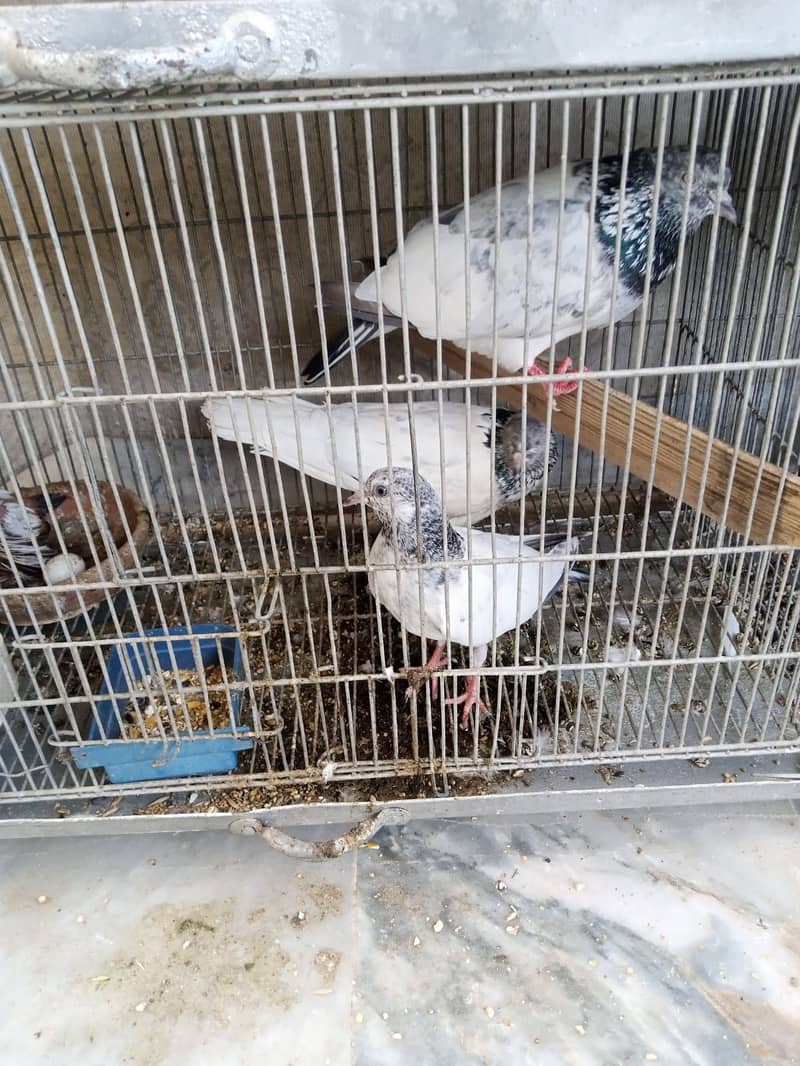 Pigeons for sale 2