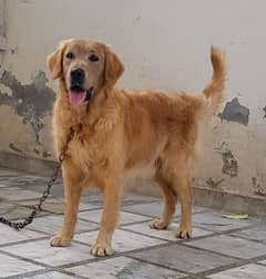 Golden retriver male is up for exchange