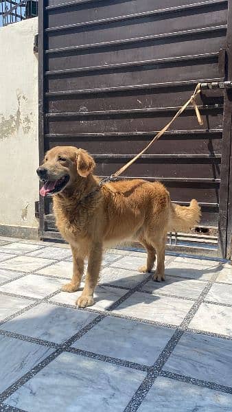 Golden retriver male is up for exchange 3