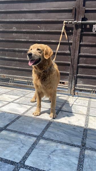 Golden retriver male is up for exchange 4