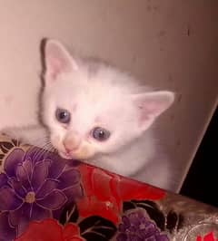 persian cat baby in white colour/#doublecoated