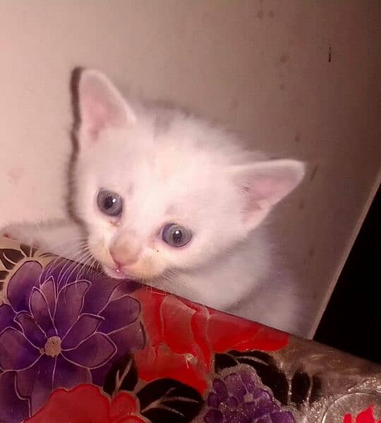 persian cat baby in white colour/#doublecoated 0