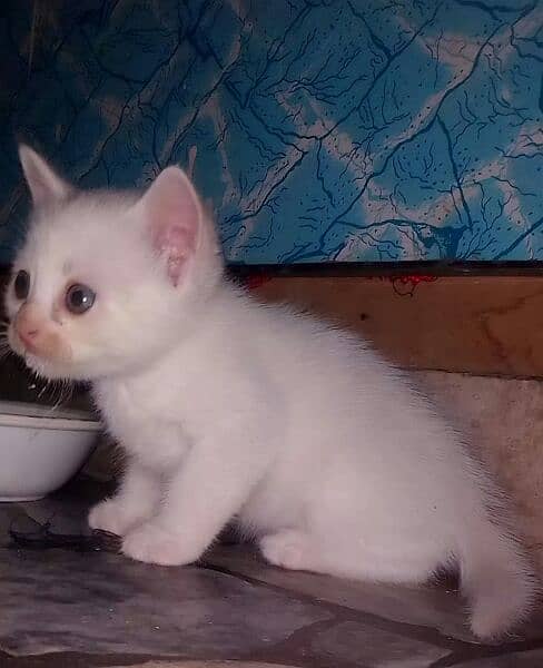 persian cat baby in white colour/#doublecoated 2