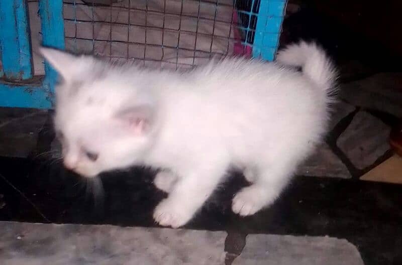 persian cat baby in white colour/#doublecoated 4