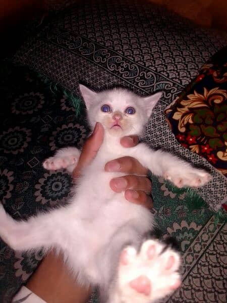 persian cat baby in white colour/#doublecoated 5