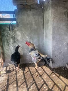 Jawa murgha or lasani murghi with chicks