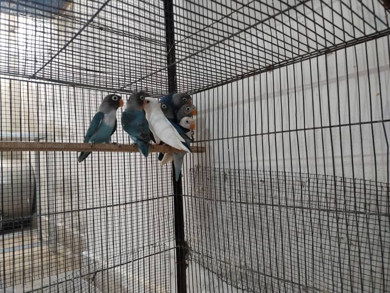 Love birds blue Personata 7