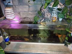 Fish Aquarium with fishes and filter