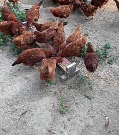 Rodhe Island Red Chicks