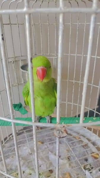 Ringneck Chick For sale 8