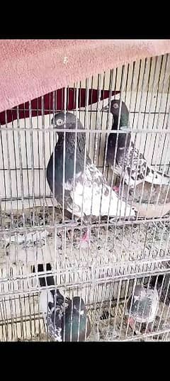 urgently for sale all pigeons