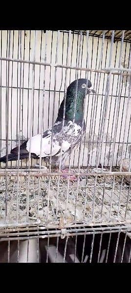urgently for sale all pigeons 1