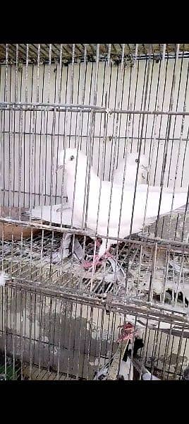 urgently for sale all pigeons 2