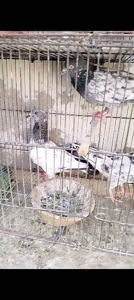 urgently for sale all pigeons 3