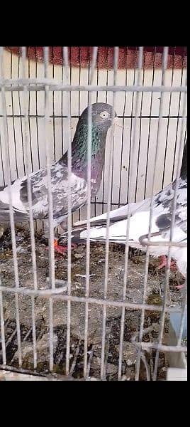 urgently for sale all pigeons 4