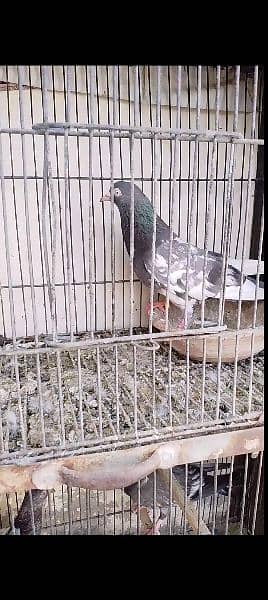 urgently for sale all pigeons 5