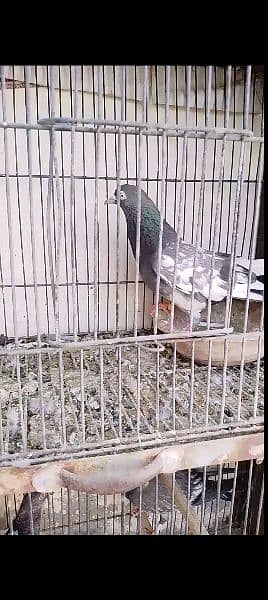 urgently for sale all pigeons 6