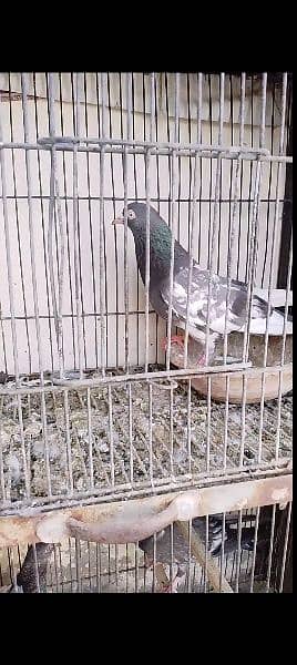 urgently for sale all pigeons 7