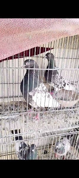 urgently for sale all pigeons 8