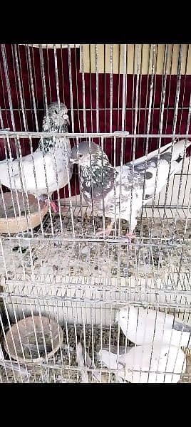 urgently for sale all pigeons 9