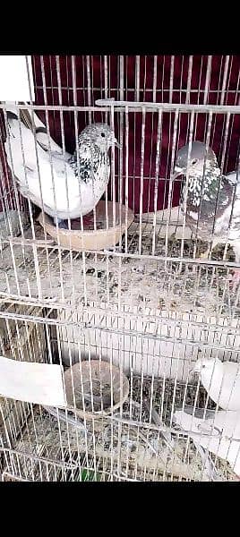 urgently for sale all pigeons 10