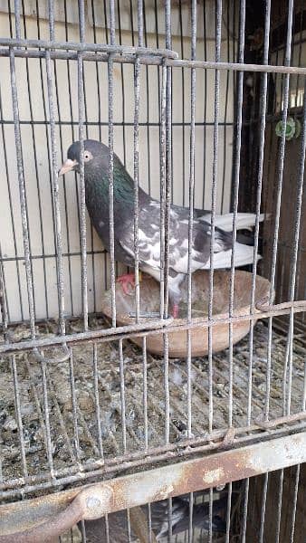 urgently for sale all pigeons 11