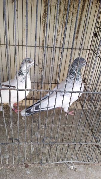urgently for sale all pigeons 12