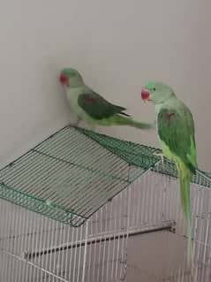 Raw parrot pair for sale and cage free
