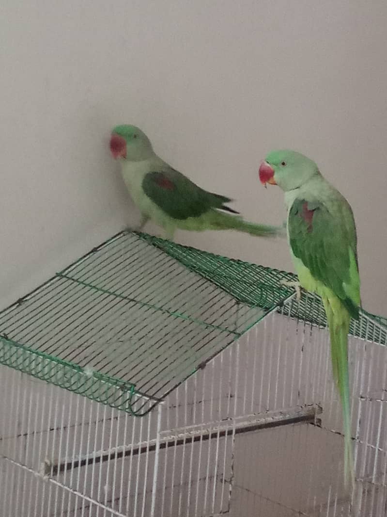 Hand tamed Raw parrot pair for sale and cage free 0