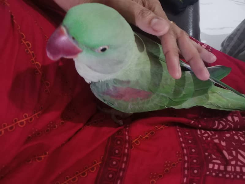 Hand tamed Raw parrot pair for sale and cage free 1