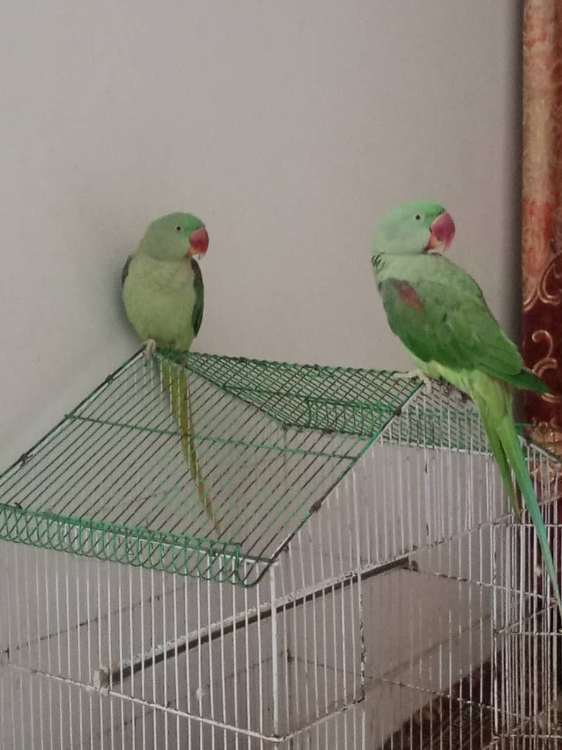 Hand tamed Raw parrot pair for sale and cage free 2