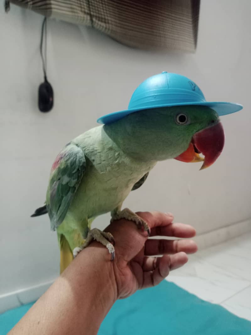 Hand tamed Raw parrot pair for sale and cage free 3