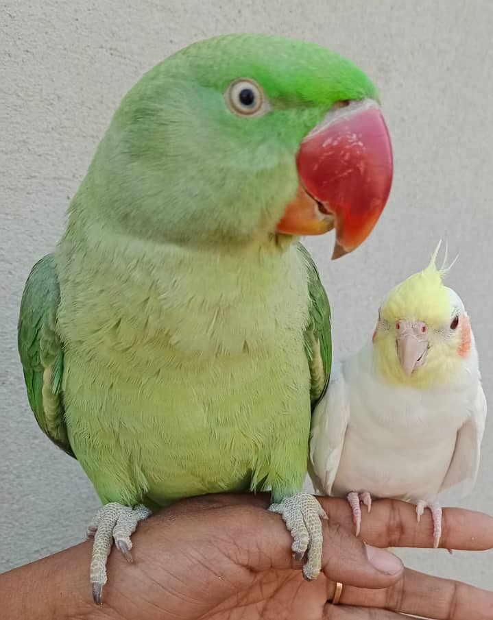 Hand tamed Raw parrot pair for sale and cage free 4