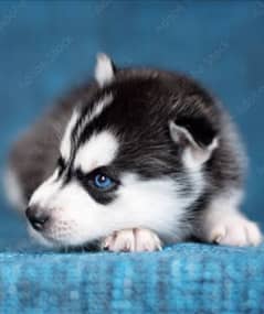 Husky puppies full blue eyes full coat