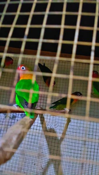 Birds setup for sale with cage 0