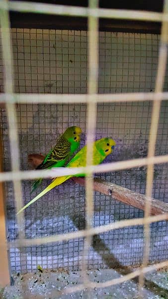 Birds setup for sale with cage 4