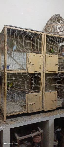 Birds setup for sale with cage 5
