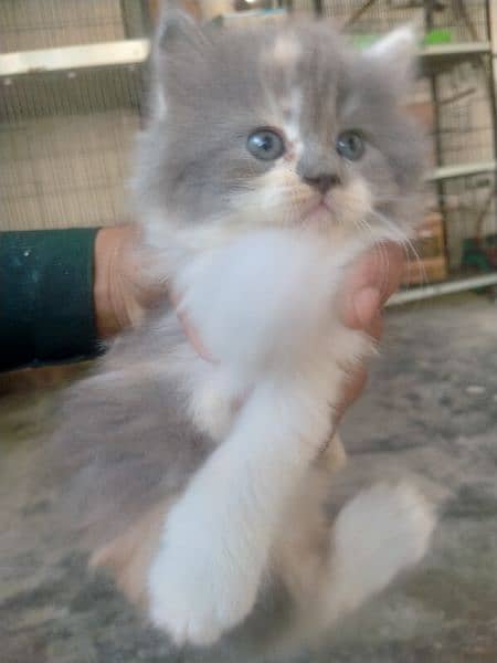 Persian kittens healthy and friendly 0
