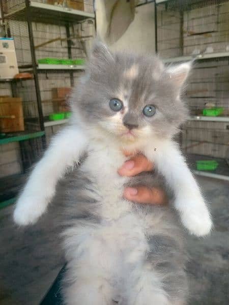 Persian kittens healthy and friendly 1
